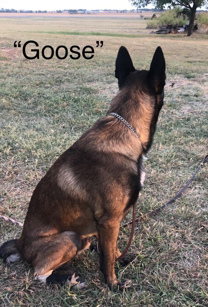 Goose, an adoptable Belgian Shepherd / Malinois in Weatherford, TX_image-1
