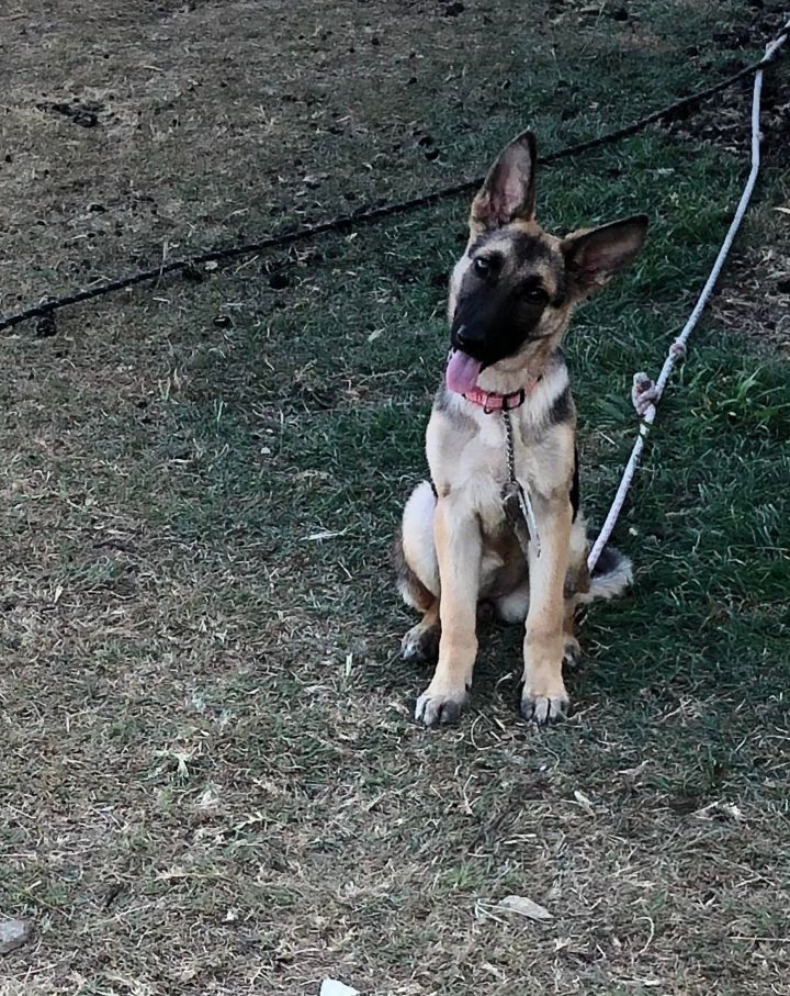 Iris, an adoptable German Shepherd Dog in Weatherford, TX_image-1