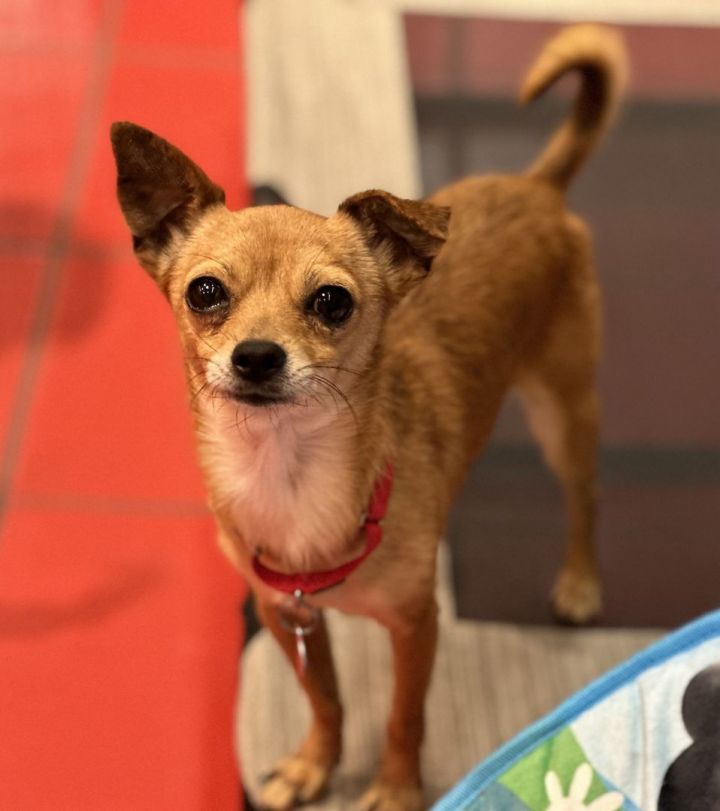 Chauncy, an adoptable Chihuahua Mix in Los Alamitos, CA_image-3