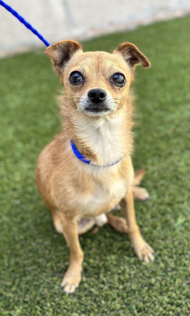 Chauncy, an adoptable Chihuahua Mix in Los Alamitos, CA_image-5