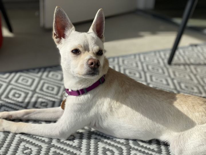 Biscuit 4, an adoptable Chihuahua & Terrier Mix in Los Alamitos, CA_image-2