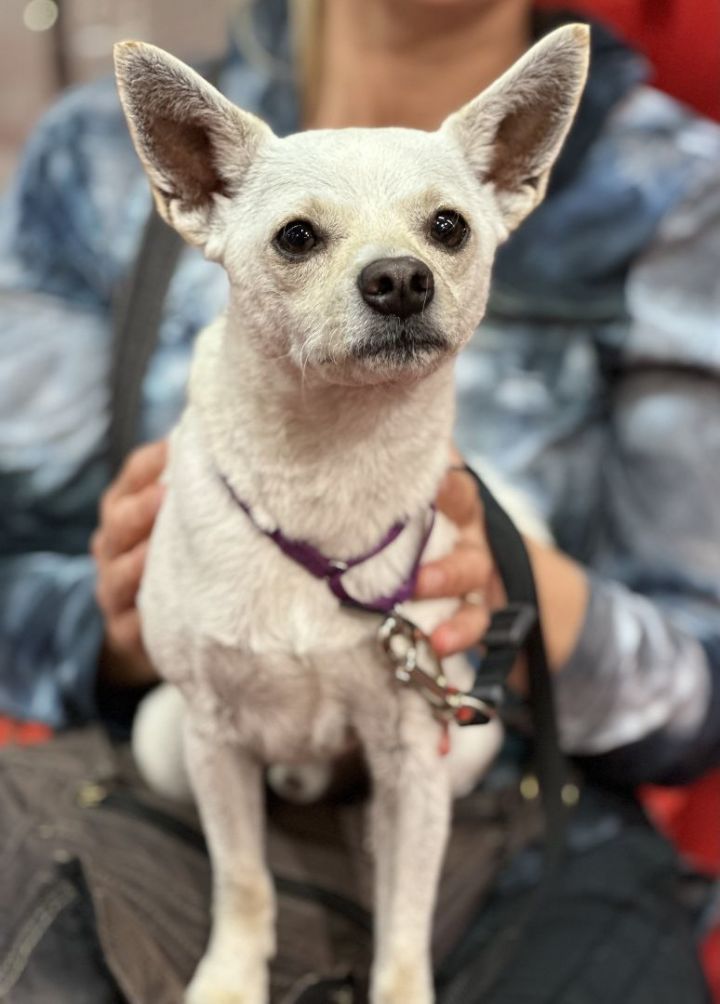Biscuit 4, an adoptable Chihuahua & Terrier Mix in Los Alamitos, CA_image-3