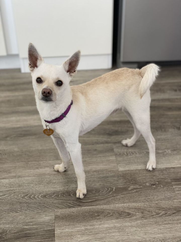 Biscuit 4, an adoptable Chihuahua & Terrier Mix in Los Alamitos, CA_image-4