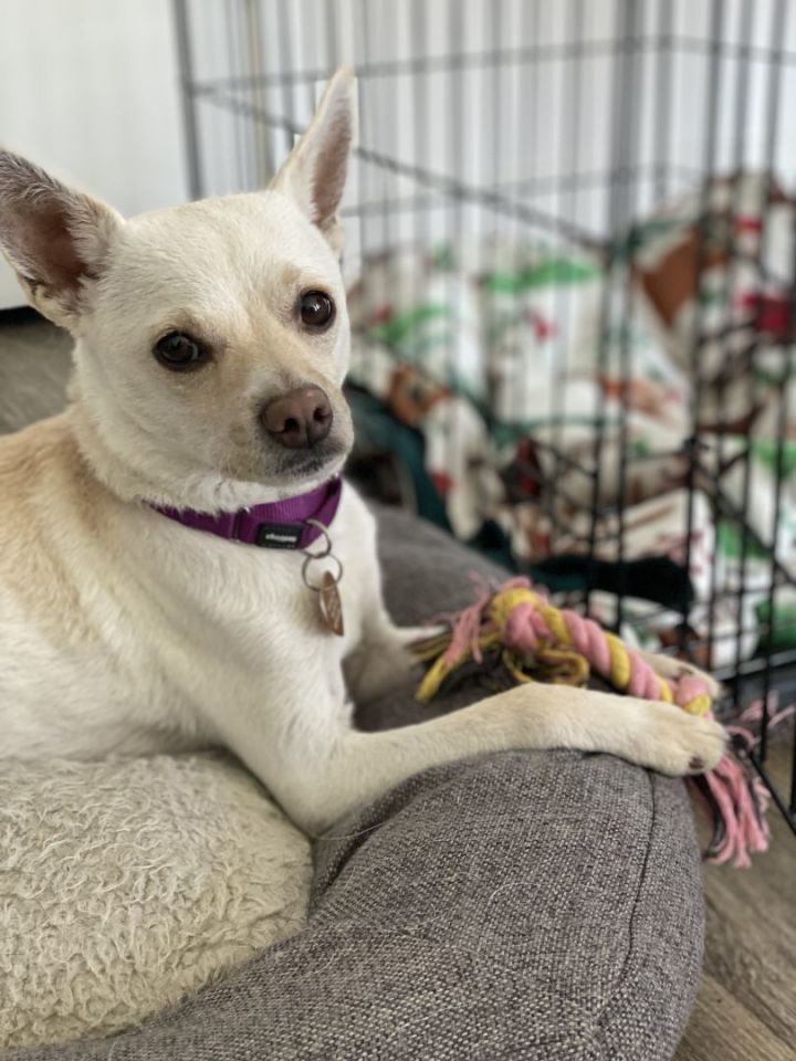 Biscuit 4, an adoptable Chihuahua & Terrier Mix in Los Alamitos, CA_image-5
