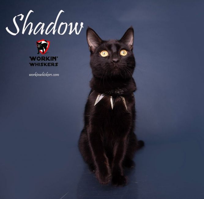 SHADOW