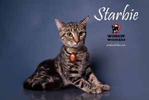 STARBIE