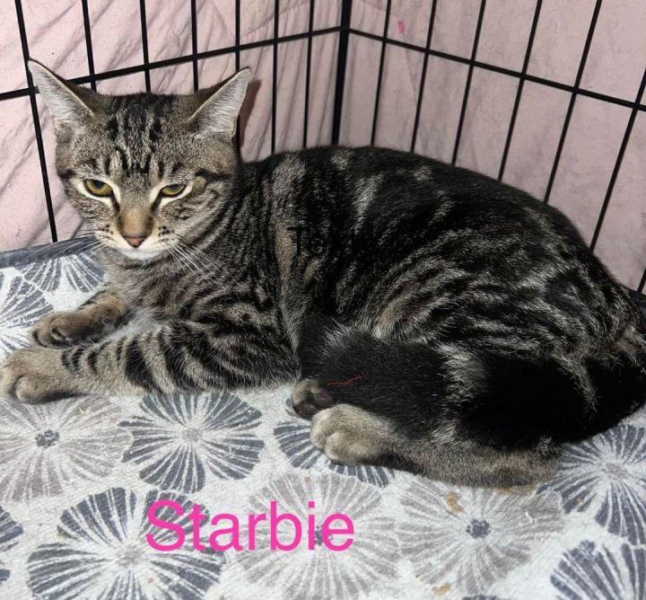 STARBIE, an adoptable Domestic Short Hair & Tabby Mix in Menifee, CA_image-2