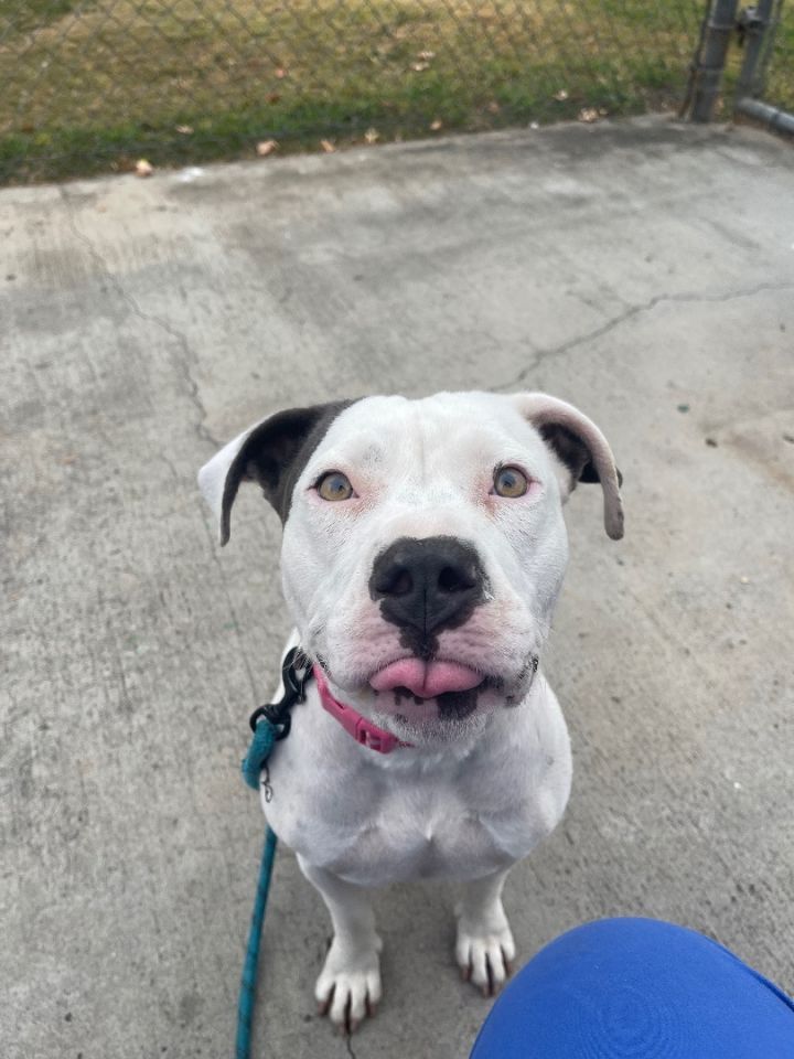 Pets for Adoption at Bubbles Dog Rescue, in santa monica, CA