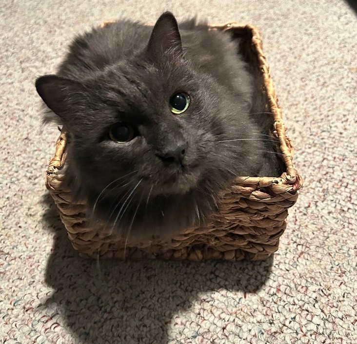 Pistachio, an adoptable Domestic Long Hair in Calgary, AB, T3S 0C5 | Photo Image 5