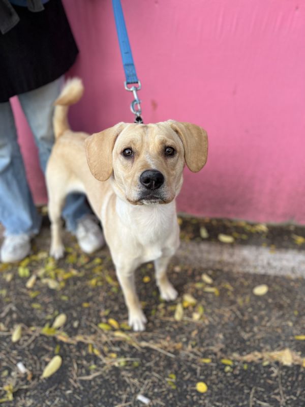 Social 2024 tees petfinder