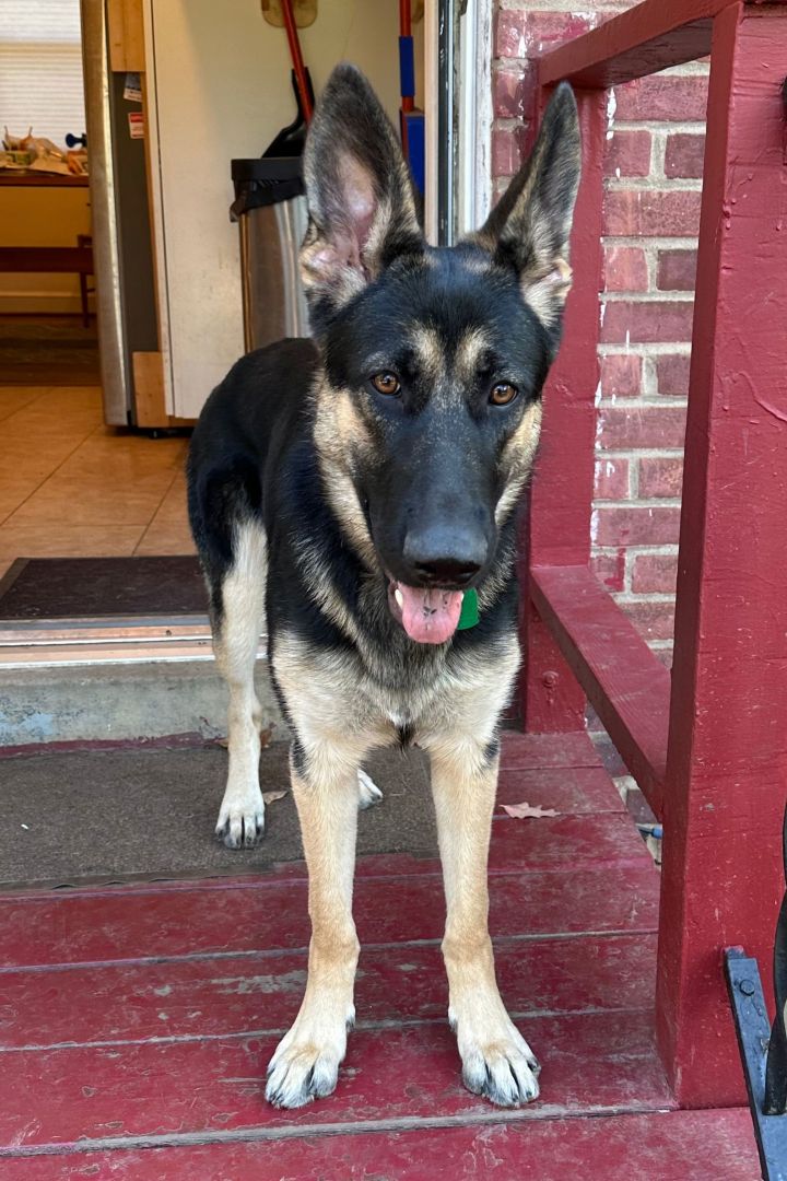 Dog for adoption - Blair 6333, a German Shepherd Dog in Centreville, VA ...