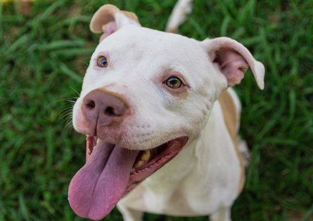 TUNA, an adoptable Pit Bull Terrier in Norfolk, VA, 23502 | Photo Image 1