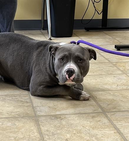 TWIDDLE DUM, an adoptable Pit Bull Terrier in Norfolk, VA, 23502 | Photo Image 1