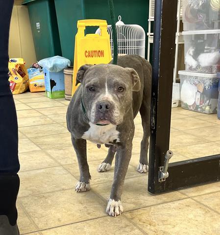 TWIDDLE DEE, an adoptable Pit Bull Terrier in Norfolk, VA, 23502 | Photo Image 1