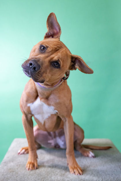 Sugar, an adoptable Pit Bull Terrier, Mixed Breed in Harbor Springs, MI, 49740 | Photo Image 1