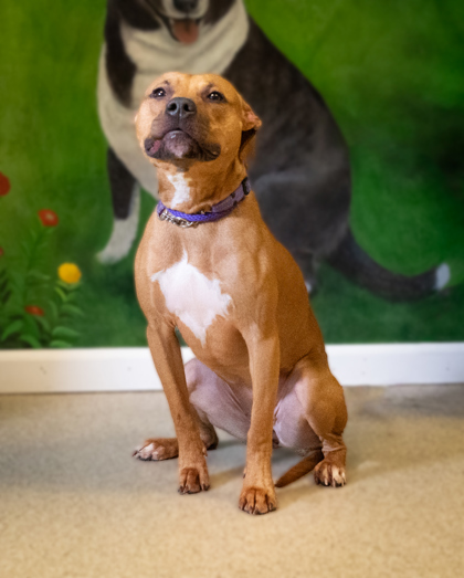 Sugar, an adoptable Pit Bull Terrier, Mixed Breed in Harbor Springs, MI, 49740 | Photo Image 3