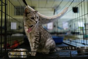 Essential Cat Supplies to Buy Before You Adopt