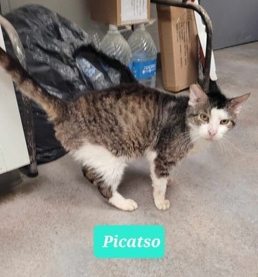 Picatso-Sponsored 4