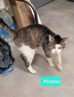 Picatso-Sponsored