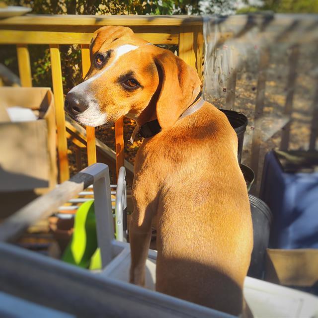 Dog for adoption - GUS, a Foxhound in Louisville, KY