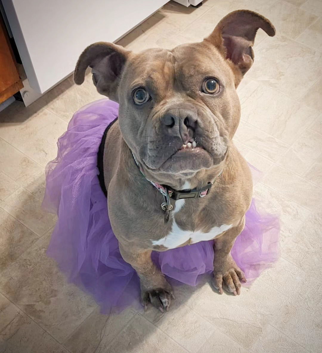 Ivy, an adoptable American Bulldog, Pit Bull Terrier in Frankenmuth, MI, 48734 | Photo Image 1