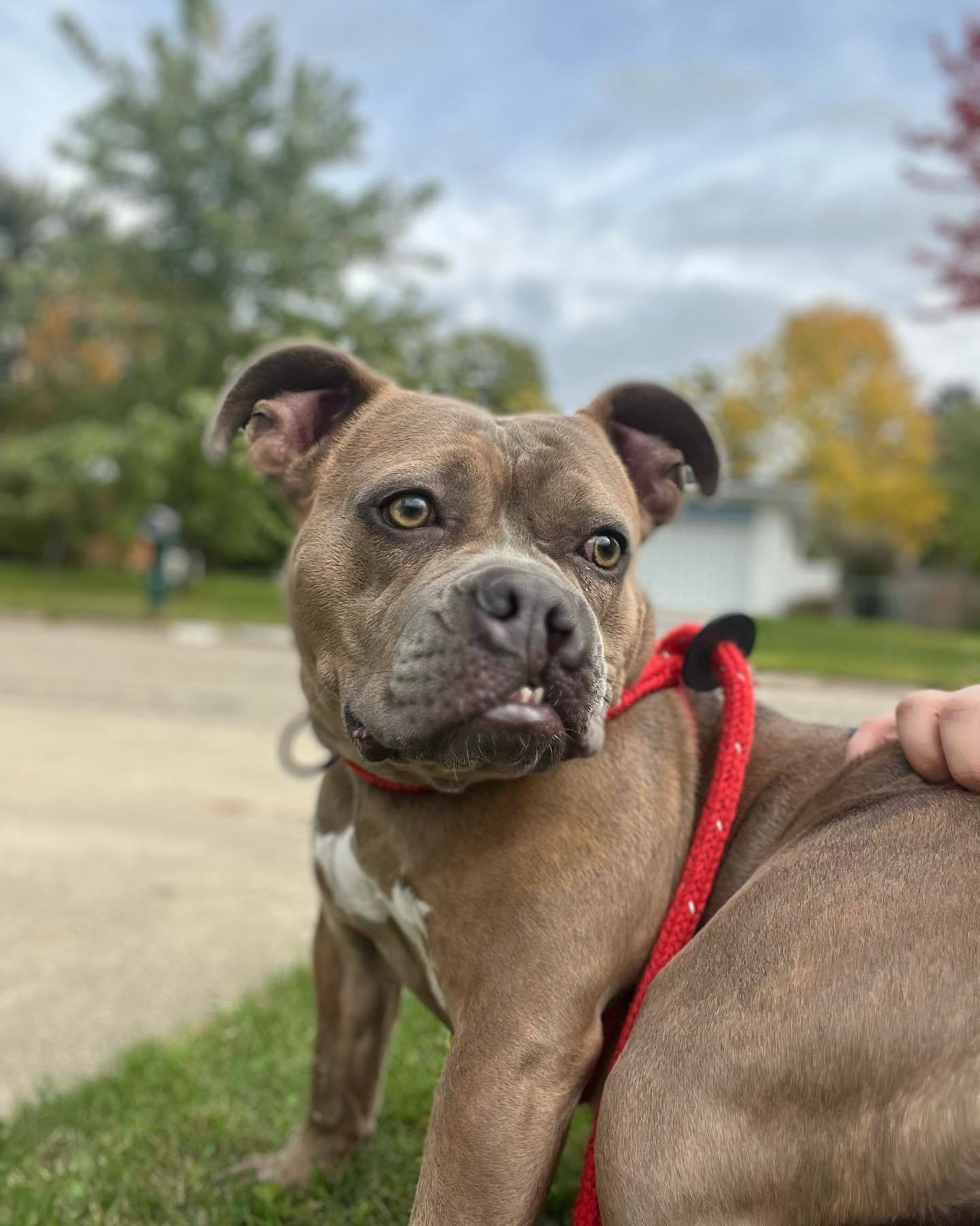 Ivy, an adoptable American Bulldog, Pit Bull Terrier in Frankenmuth, MI, 48734 | Photo Image 2