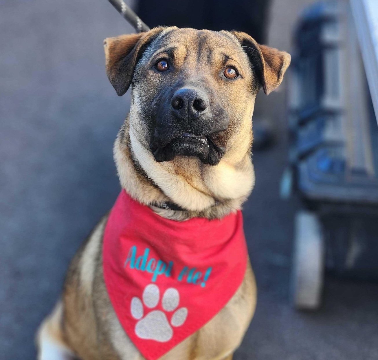 Fig, an adoptable German Shepherd Dog in Yreka, CA, 96097 | Photo Image 1