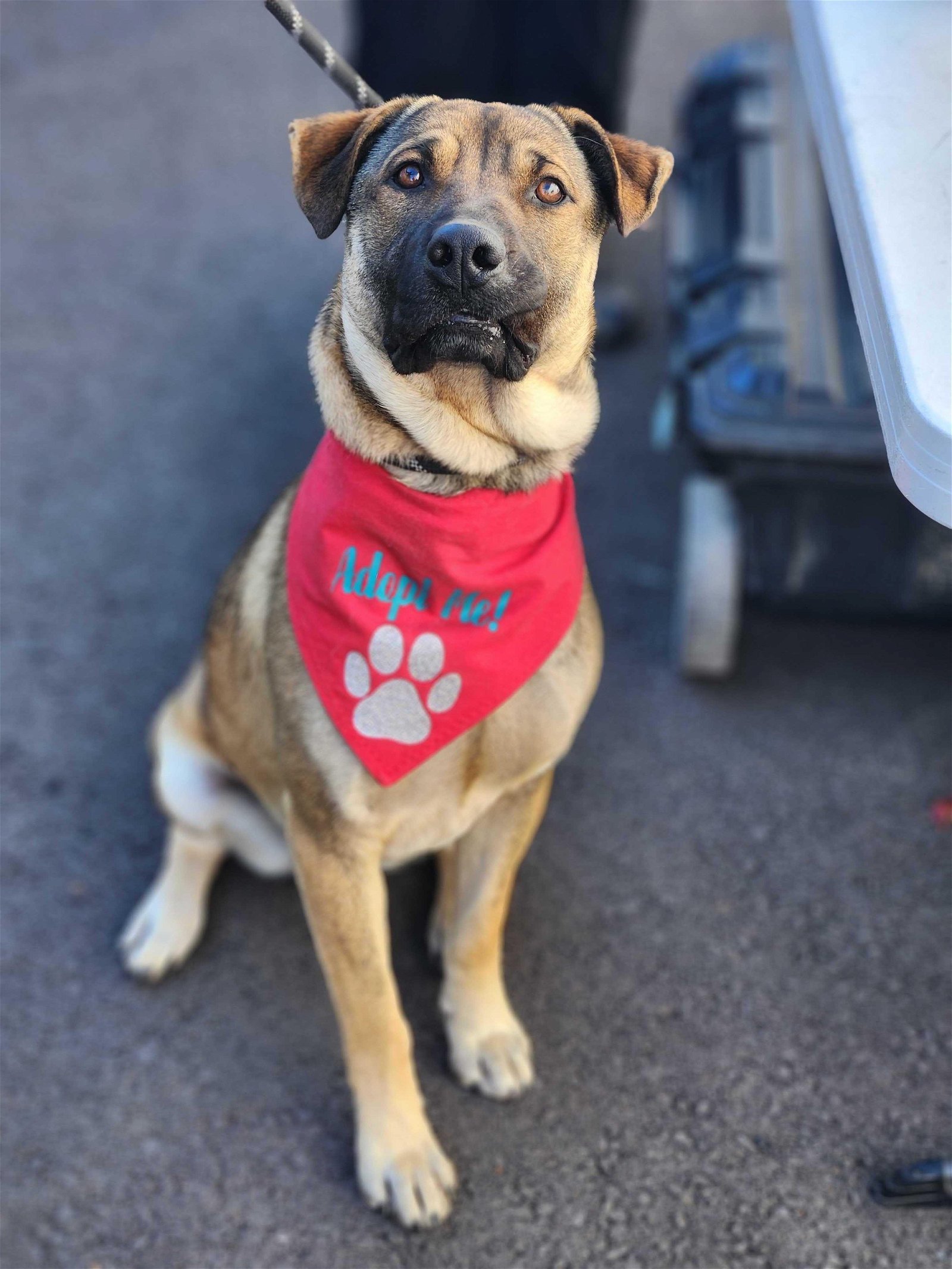 Fig, an adoptable German Shepherd Dog in Yreka, CA, 96097 | Photo Image 2