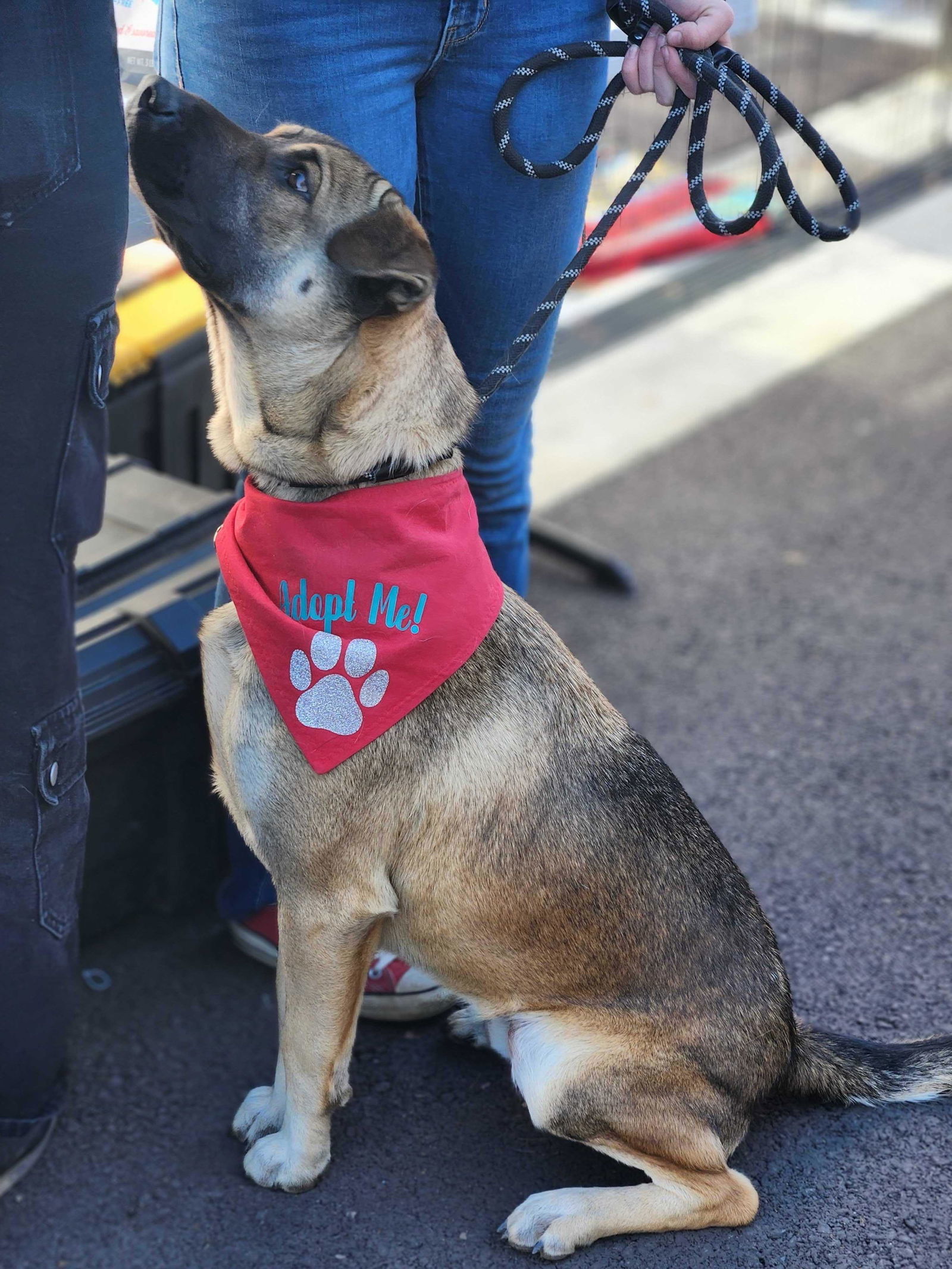 Fig, an adoptable German Shepherd Dog in Yreka, CA, 96097 | Photo Image 3