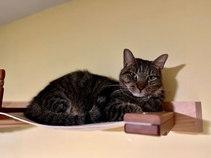 Lucca, an adoptable Domestic Short Hair in Greensboro, NC_image-2
