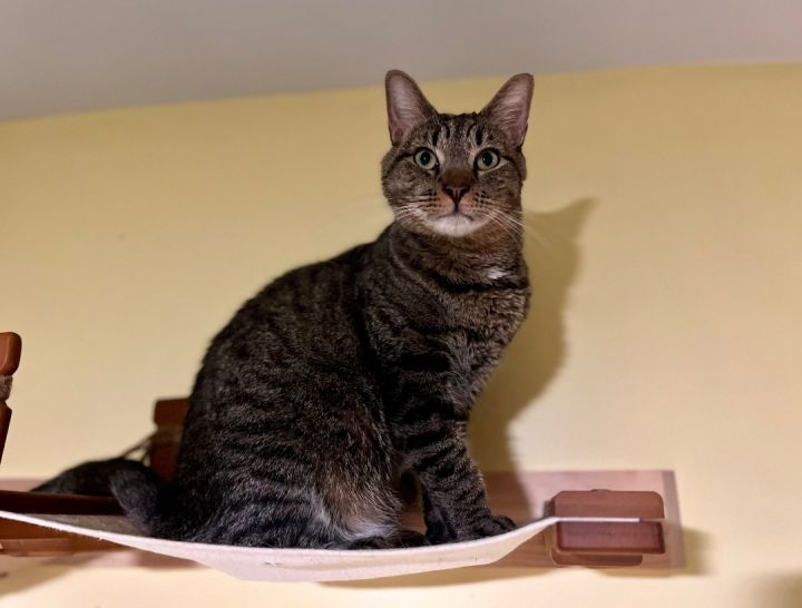 Lucca, an adoptable Domestic Short Hair in Greensboro, NC_image-6