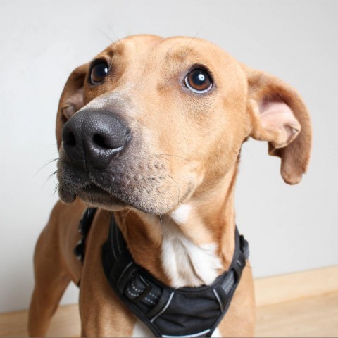 Amon D14255, an adoptable Terrier in Minnetonka, MN, 55345 | Photo Image 2