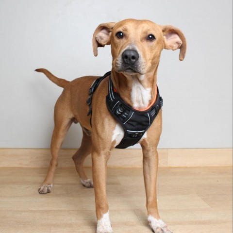 Amon D14255, an adoptable Terrier in Minnetonka, MN, 55345 | Photo Image 4