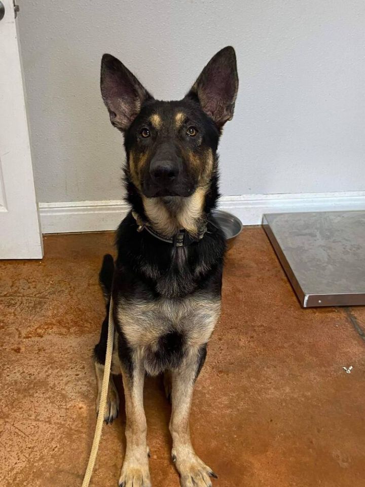 Dog for adoption - Major, a German Shepherd Dog in Bolivar, MO | Petfinder