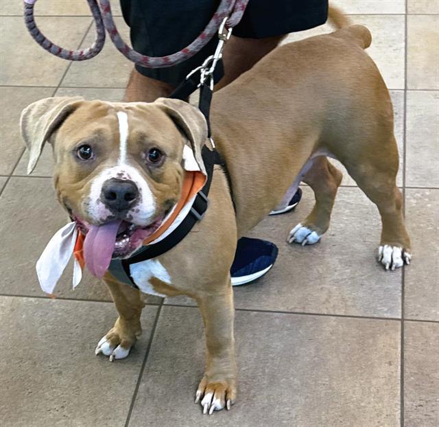 Dog for adoption - ARNOLD, an American Staffordshire Terrier Mix in ...