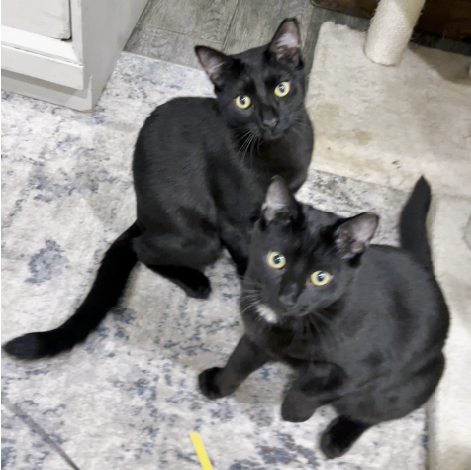 Felix and Milo 1