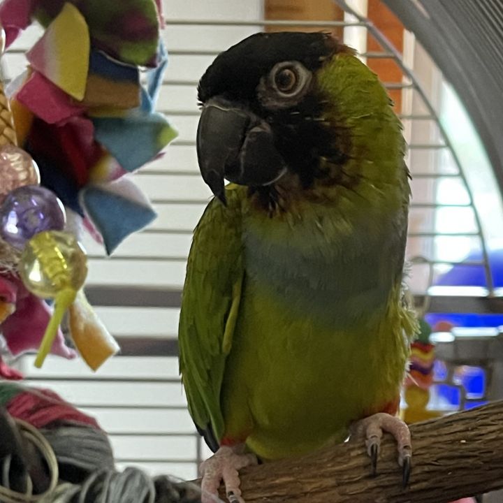 Petfinder birds best sale