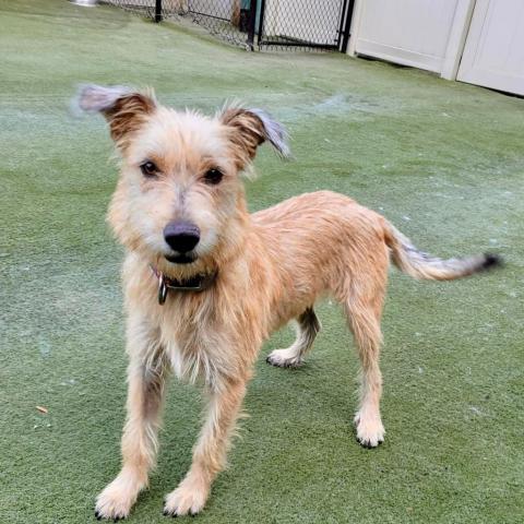 Hermione, an adoptable Terrier, Poodle in Pacific, MO, 63069 | Photo Image 1