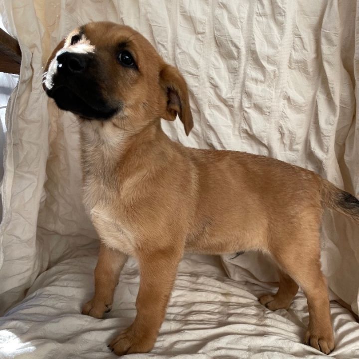 RE-Pete , an adoptable Mastiff in Phoenix, AZ_image-4