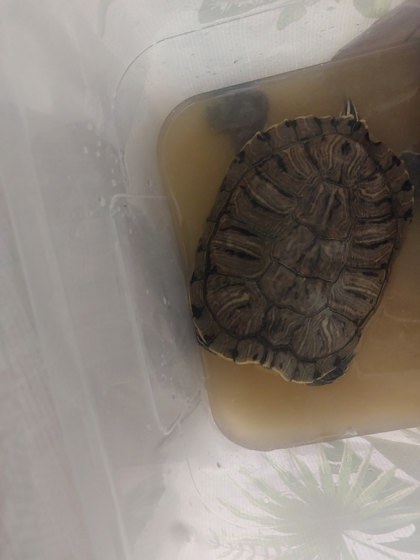 Leonardo, an adoptable Turtle in Washington, DC_image-1