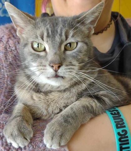 Janet, an adoptable Domestic Short Hair in La Harpe, KS, 66751 | Photo Image 3