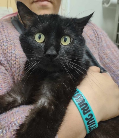 Blackie, an adoptable Domestic Short Hair in La Harpe, KS, 66751 | Photo Image 2