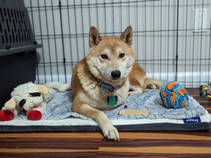 Bento, an adoptable Shiba Inu in Chicago, IL_image-1