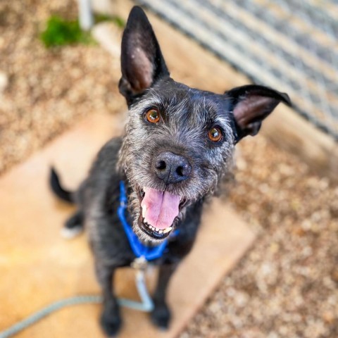 Leo, an adoptable Wirehaired Terrier Mix in Austin, TX_image-1