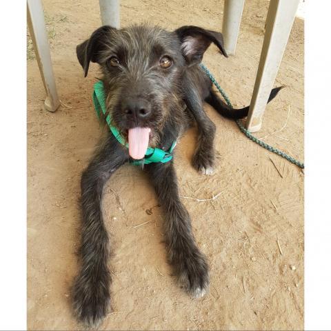 Leo, an adoptable Wirehaired Terrier Mix in Austin, TX_image-3