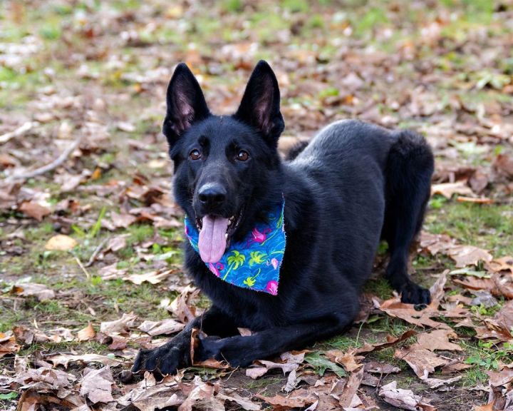 Mila, an adoptable German Shepherd Dog Mix in Milford, CT_image-3