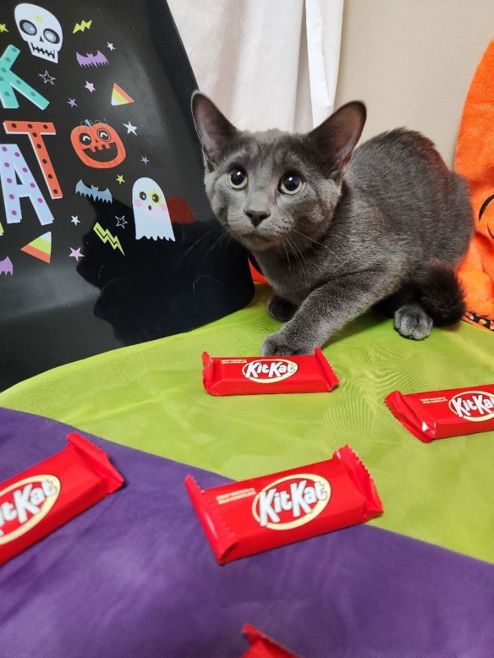 Kit Kat 3