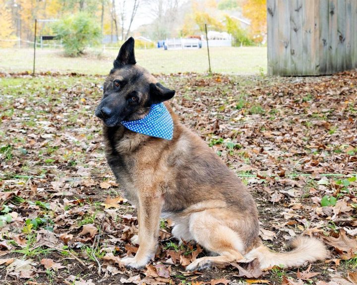 Lucky, an adoptable German Shepherd Dog Mix in Milford, CT_image-1
