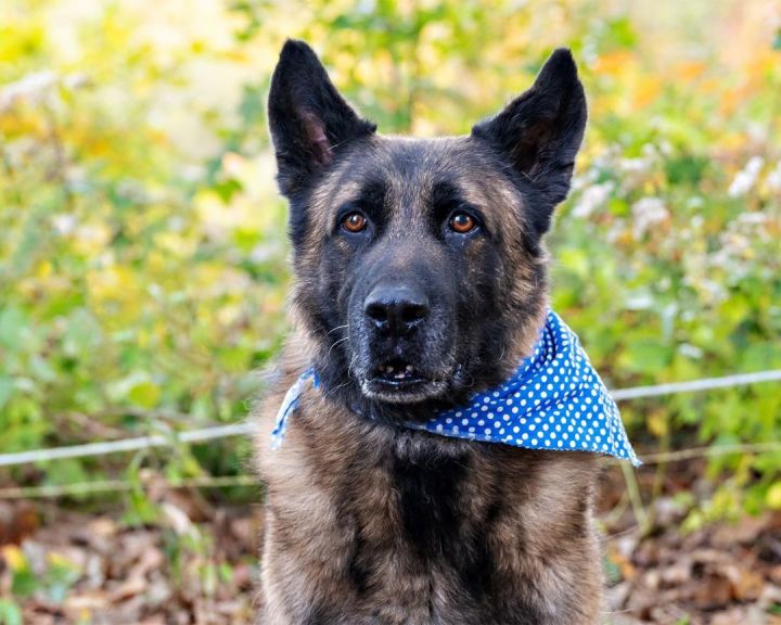 Lucky, an adoptable German Shepherd Dog Mix in Milford, CT_image-2