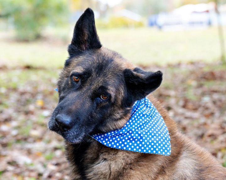 Lucky, an adoptable German Shepherd Dog Mix in Milford, CT_image-3